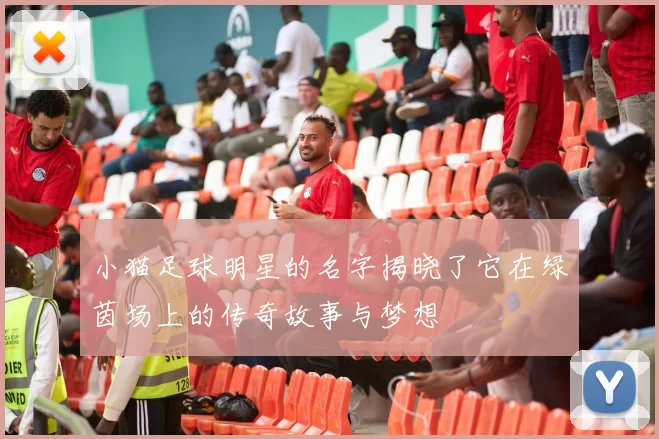 小猫足球明星的名字揭晓了它在绿茵场上的传奇故事与梦想